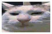 edackwed.jpg