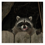 racoon2.jpg