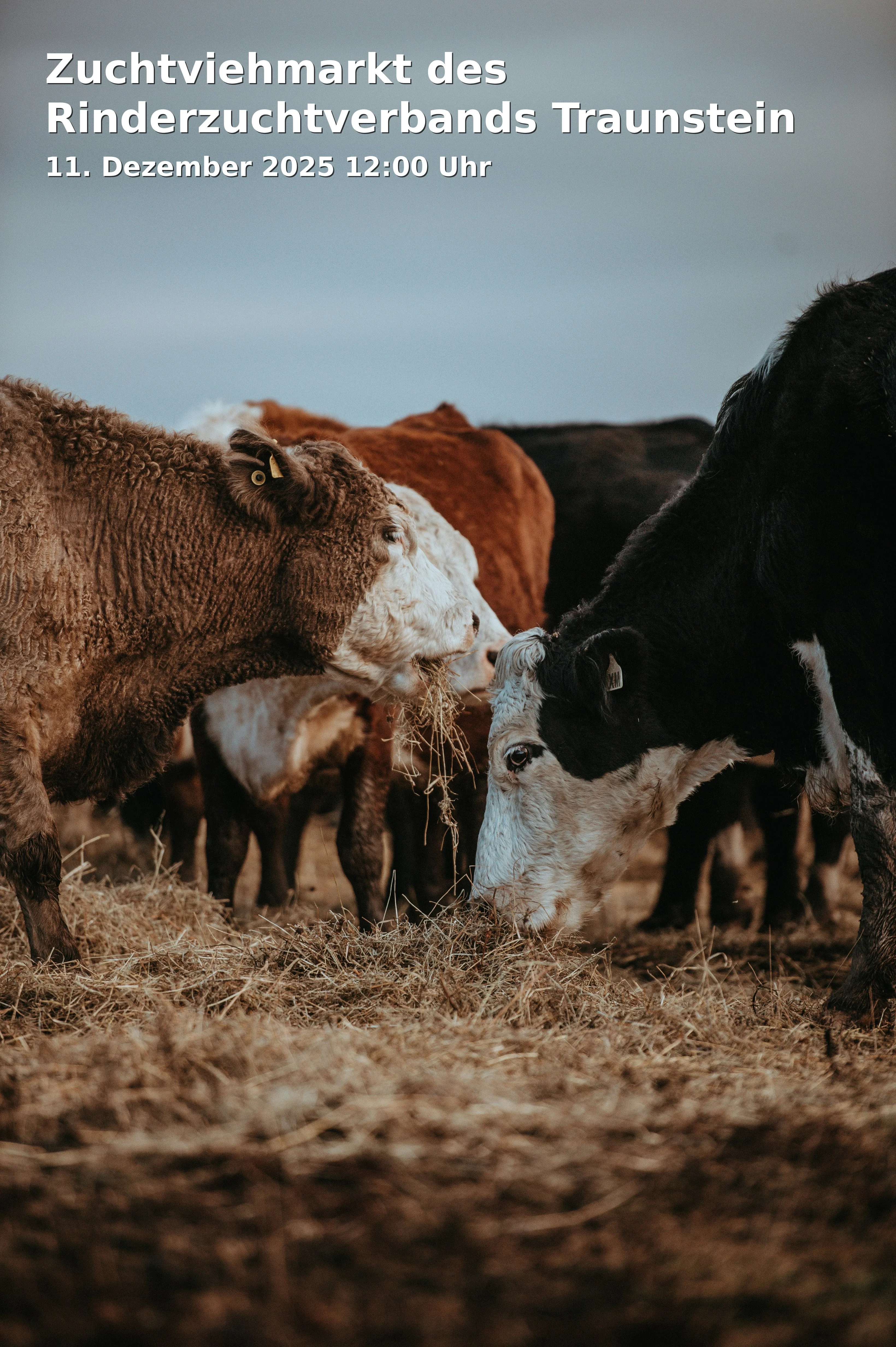Event: Zuchtviehmarkt des Rinderzuchtverbands Traunstein in Chiemgauhalle, Siegsdorfer Straße 1, 83278 Traunstein on 11. Dezember 2025
