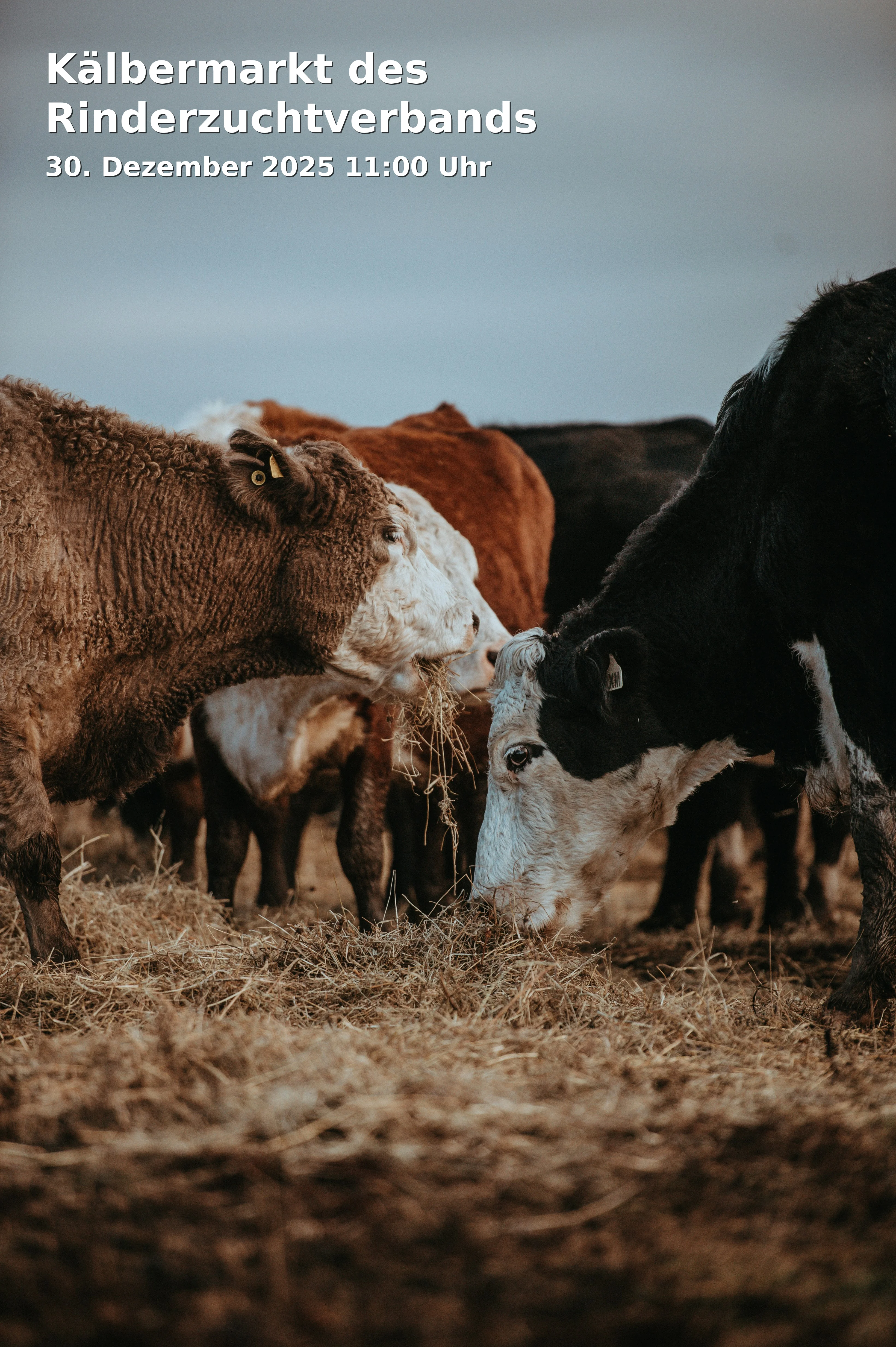 Kälbermarkt des Rinderzuchtverbands