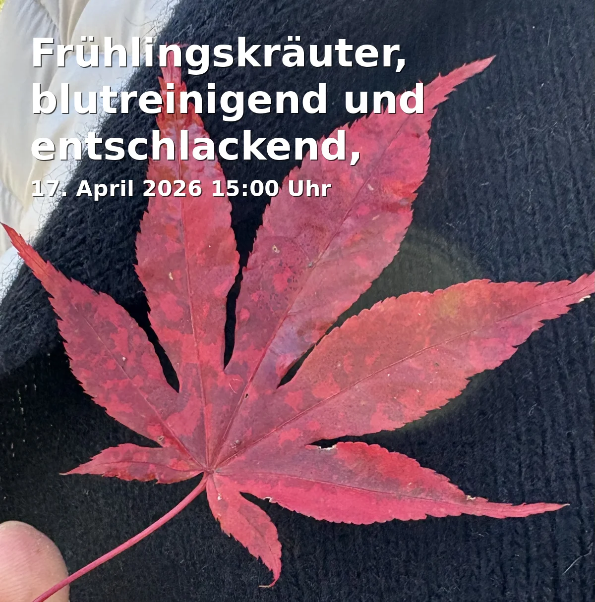Event: Frühlingskräuter, blutreinigend und entschlackend, schmackhaft und gesund in Bischofsgrün on 17. April 2026
