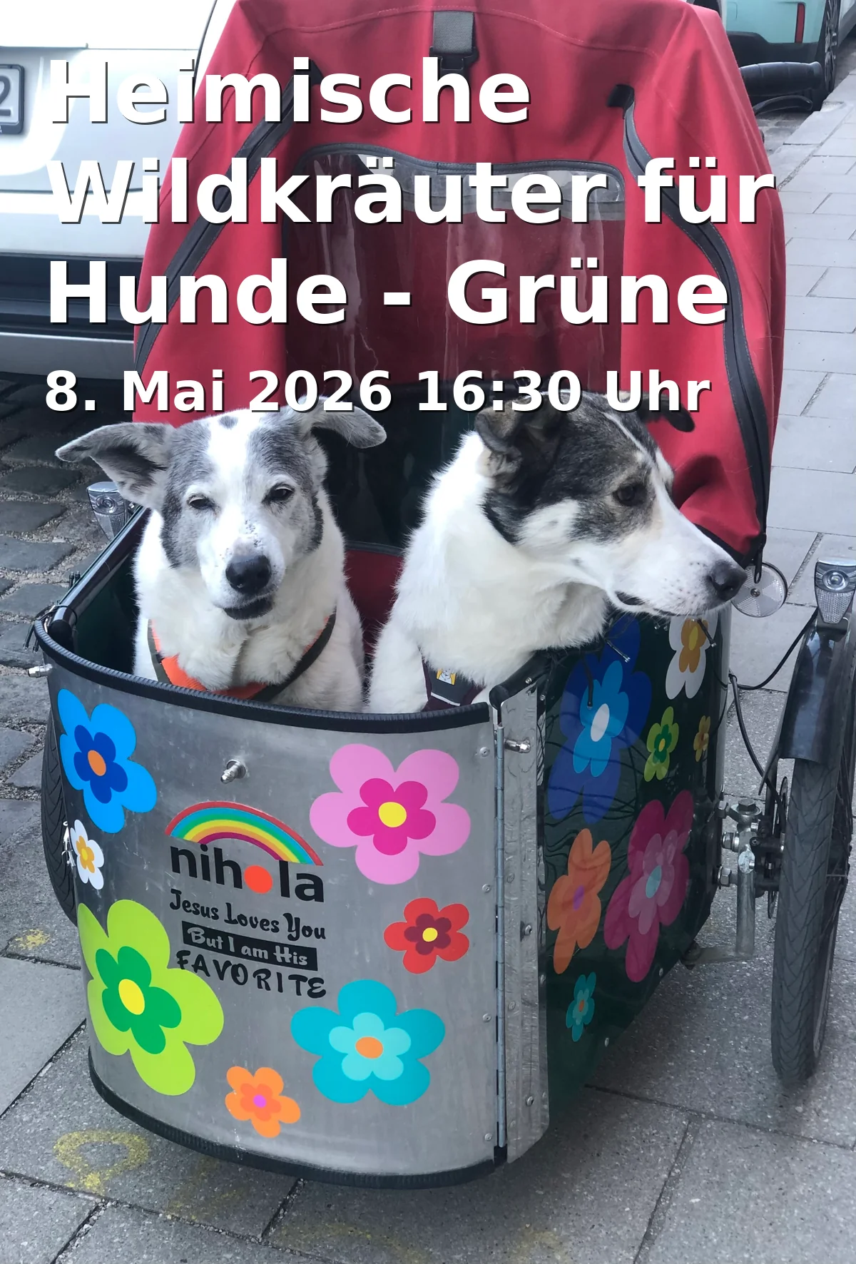 Event: Heimische Wildkräuter für Hunde - Grüne Pflanzenpower im Napf