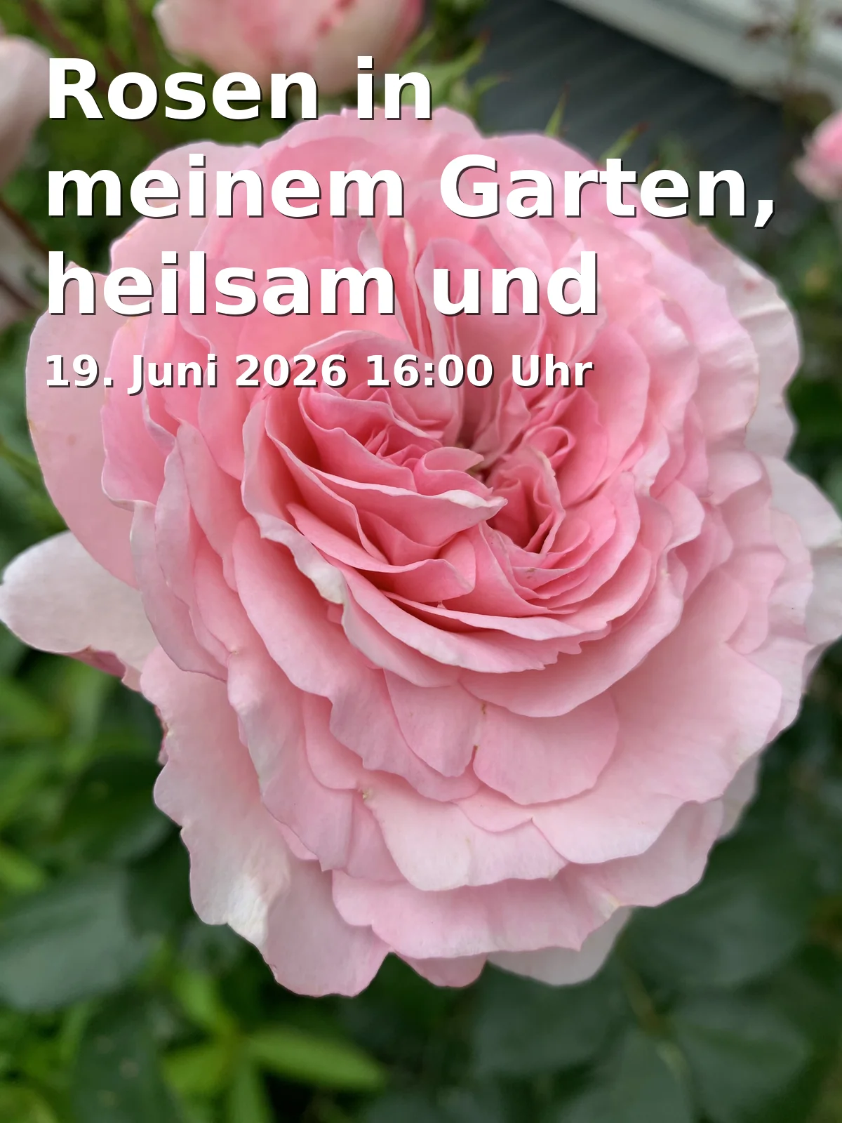 Event: Rosen in meinem Garten, heilsam und kulinarisch.