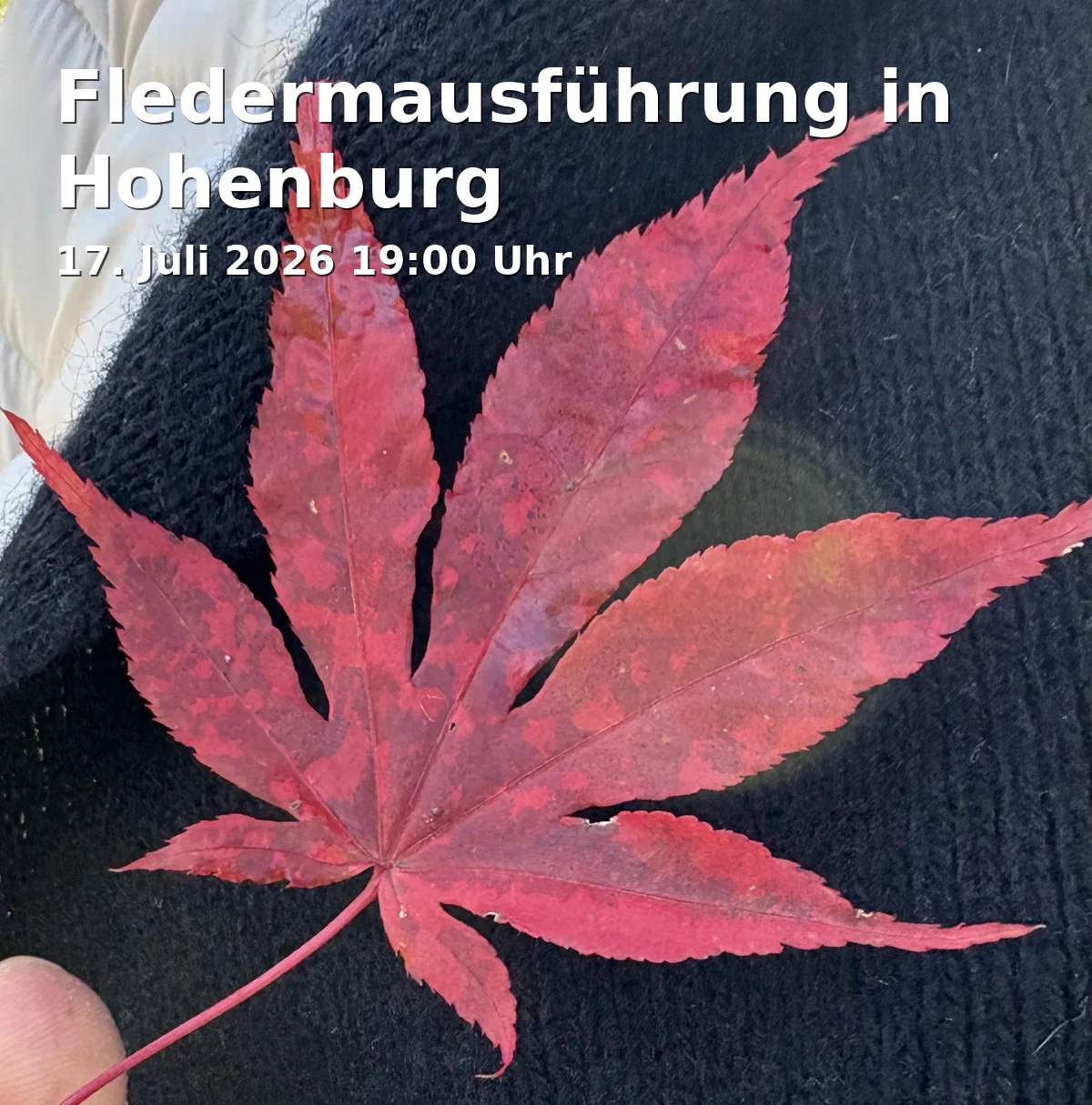 Event: Fledermausführung in Hohenburg