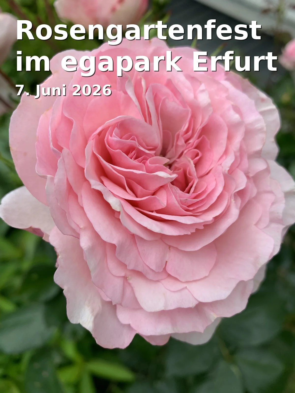 Event: Rose Garden Festival at egapark Erfurt in egapark, Gothaer Str. 38, 99094 Erfurt on 7. June 2026