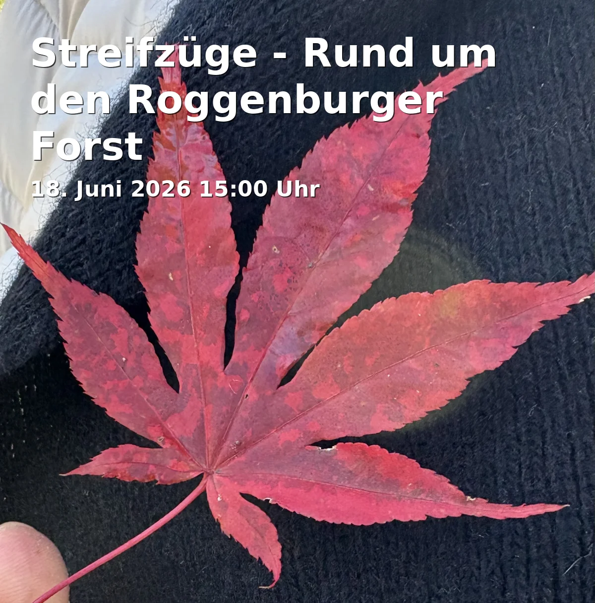 Event: Streifzüge - Rund um den Roggenburger Forst