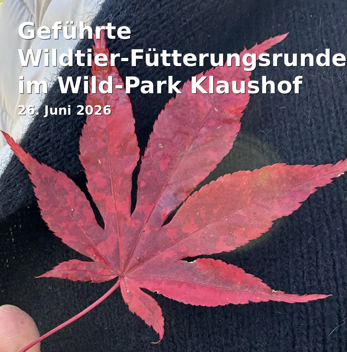 Guided Wildlife Feeding Tour at the Klaushof Wildlife Park