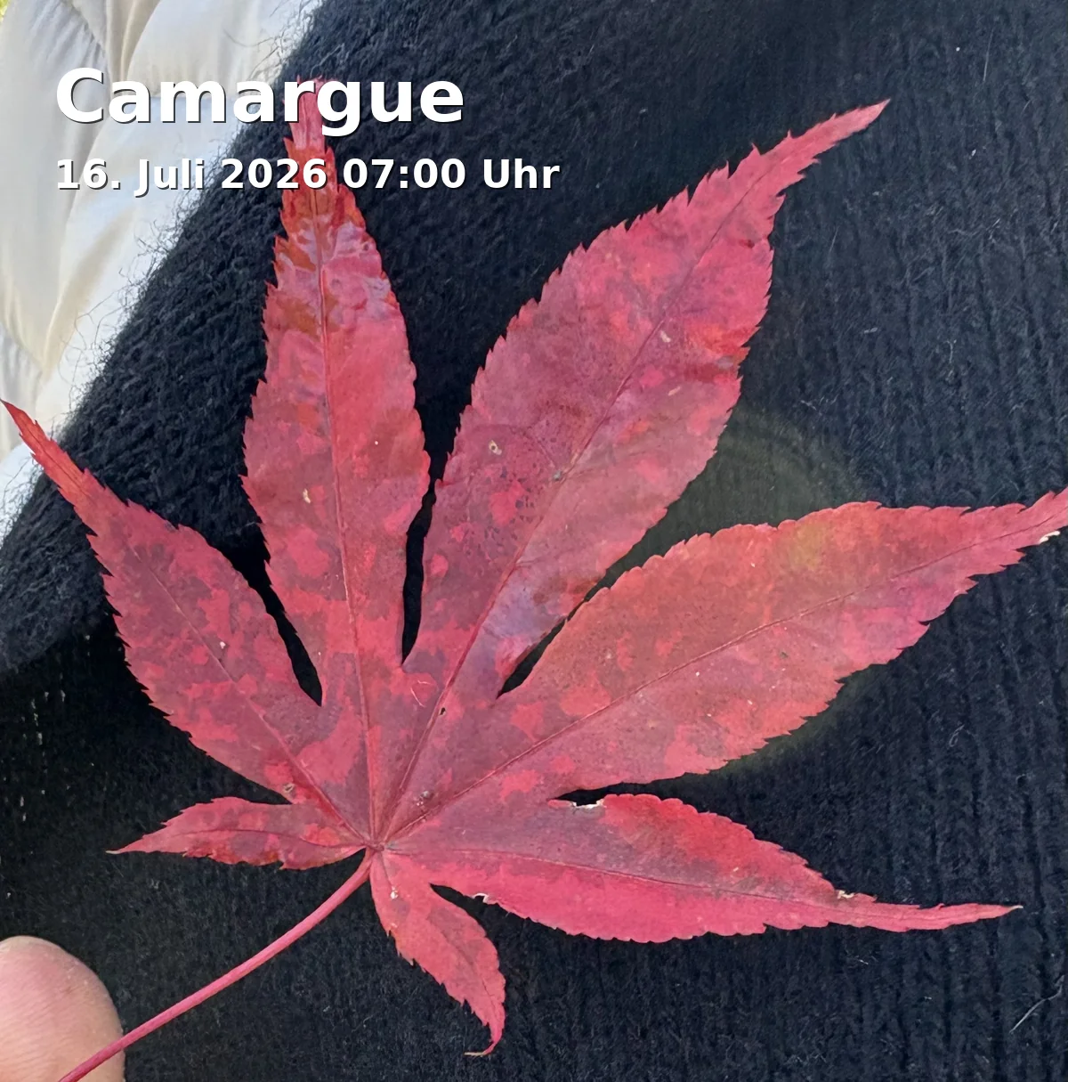 Event: Camargue in Bürgertreff Röthelheim - Fenstergalerie, Berliner Platz 1, 91052 Erlangen on 16. July 2026