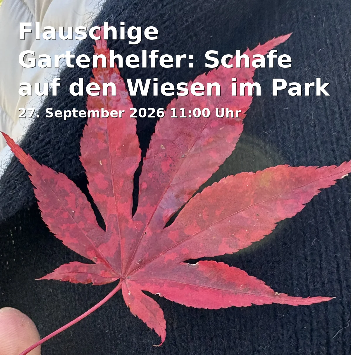 Event: Flauschige Gartenhelfer: Schafe auf den Wiesen im Park Sanssouci in Zur Historischen Mühle, 14469 Potsdam on 27. September 2026