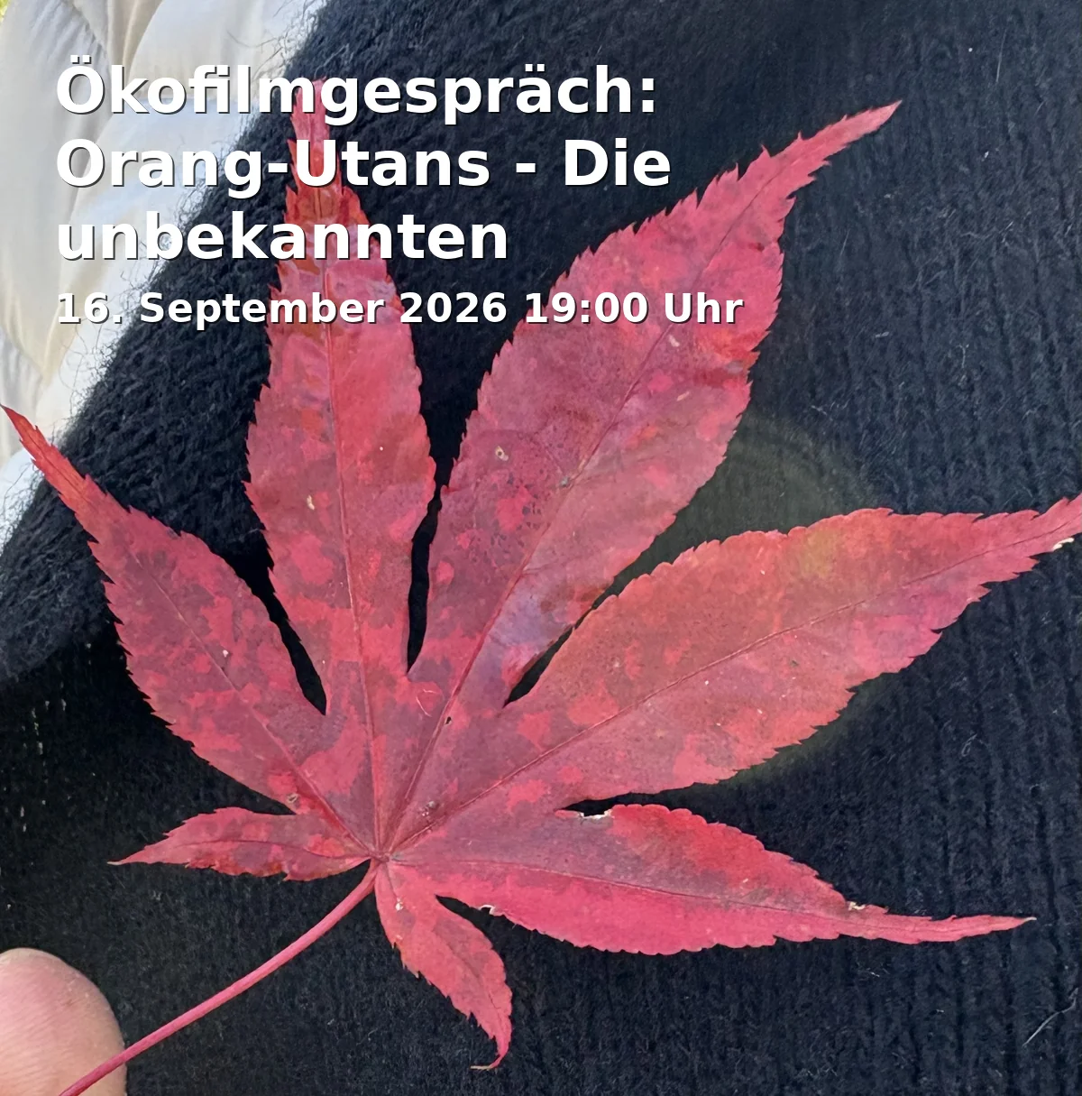 Event: Ökofilmgespräch: Orang-Utans - Die unbekannten Menschenaffen in Filmmuseum Potsdam, Breite Straße 1a, 14467 Potsdam on 16. September 2026