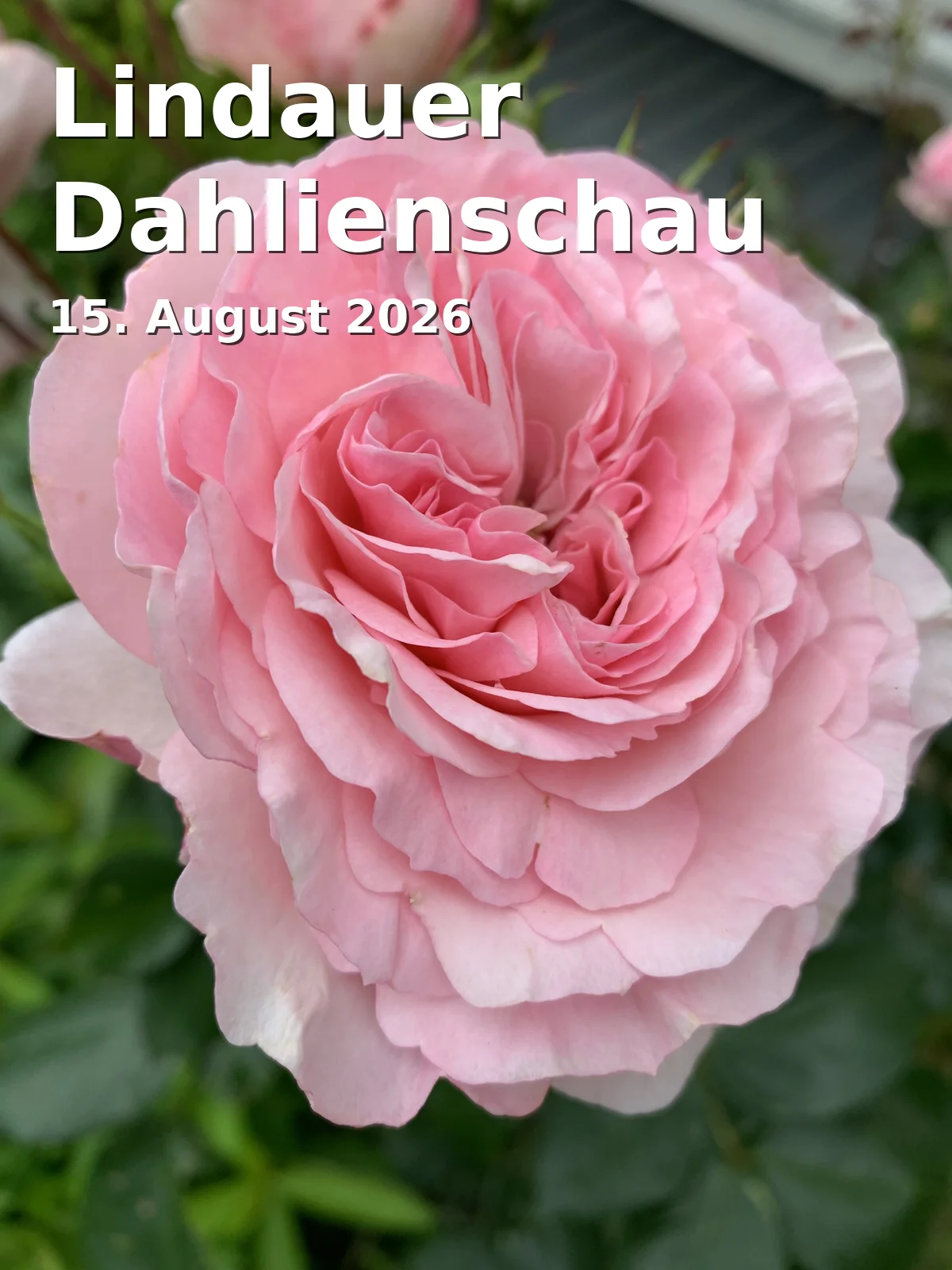 Lindauer Dahlienschau