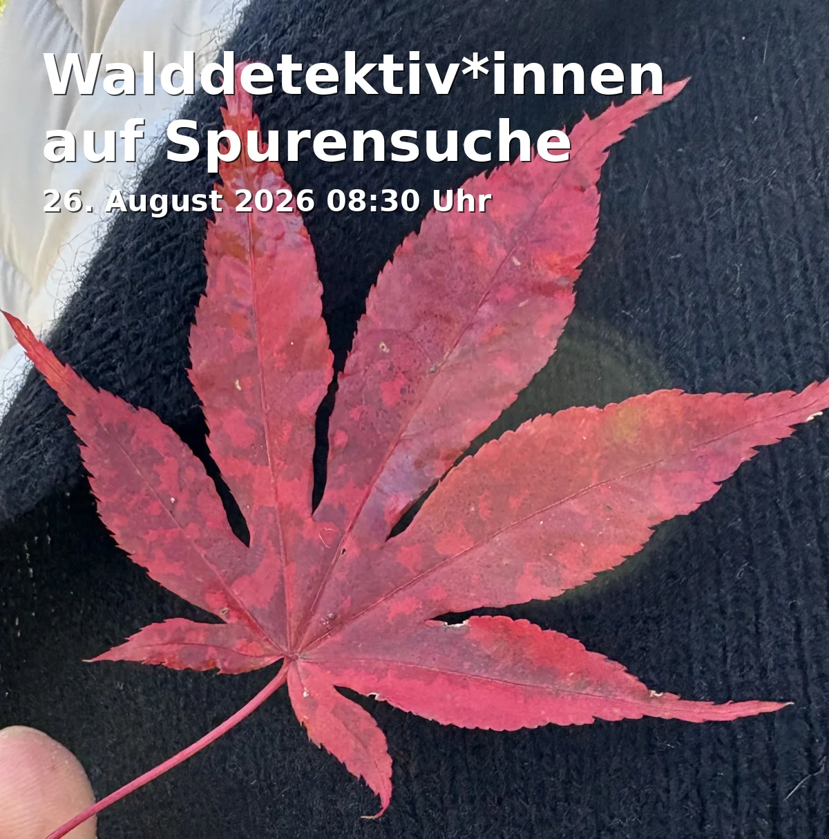 Event: Walddetektiv*innen auf Spurensuche