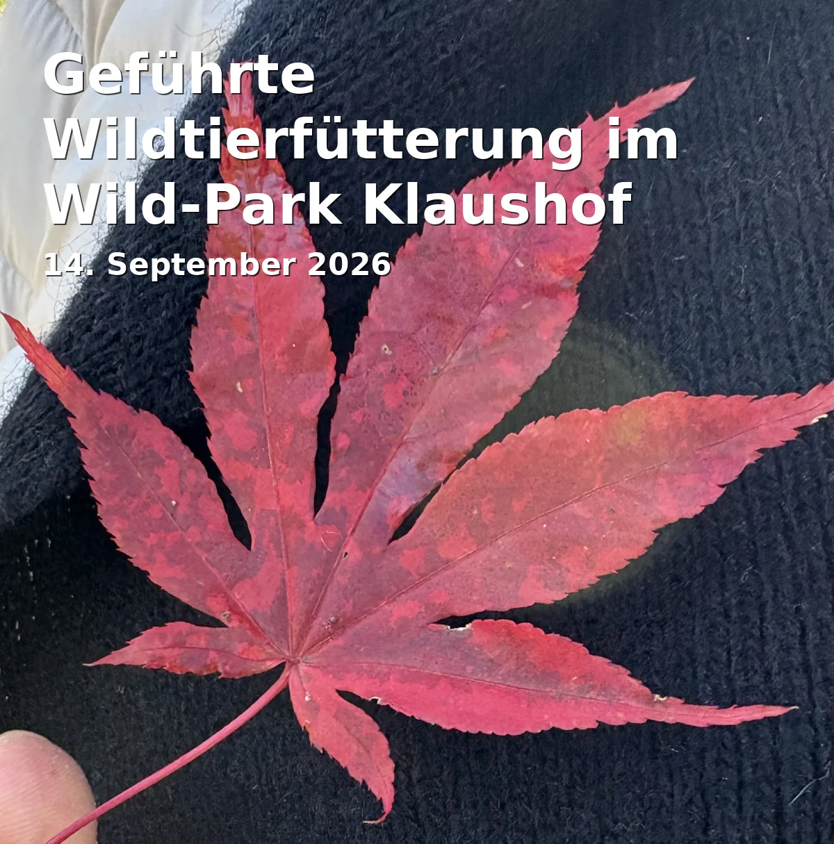 Event: Geführte Wildtierfütterung im Wild-Park Klaushof in Wild-Park Klaushof, Klaushofstr. 100, 97688 Bad Kissingen on 14. September 2026