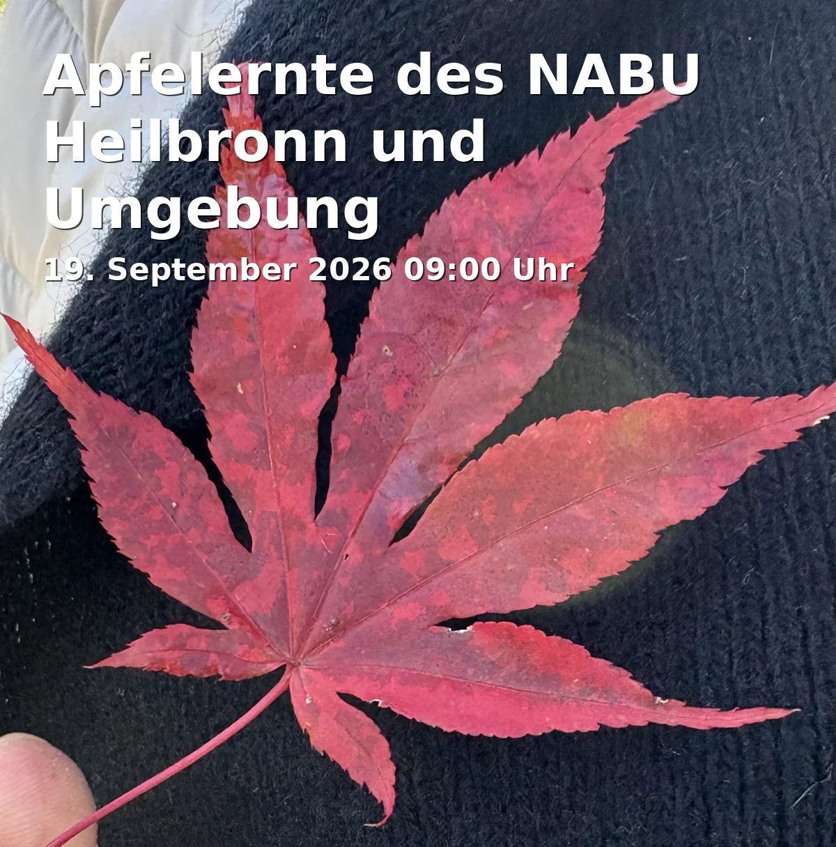 Apfelernte des NABU Heilbronn und Umgebung