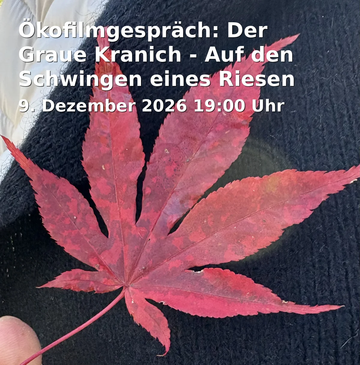 Event: Ökofilmgespräch: Der Graue Kranich - Auf den Schwingen eines Riesen in Breite Straße 1A, 14467 Potsdam on 9. Dezember 2026