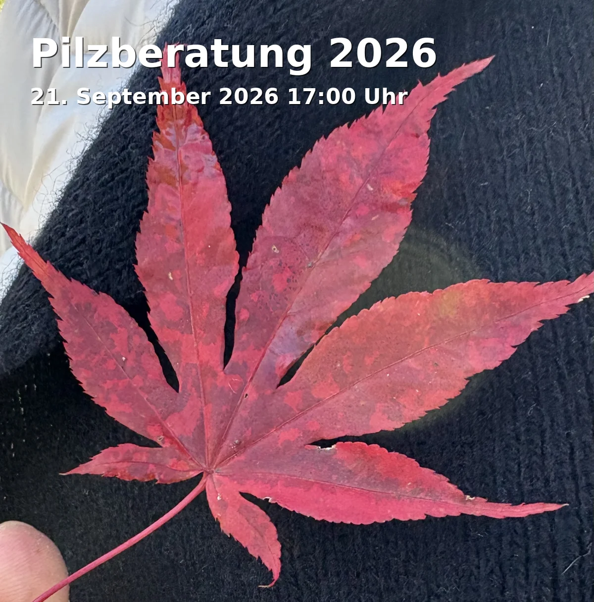Pilzberatung 2026
