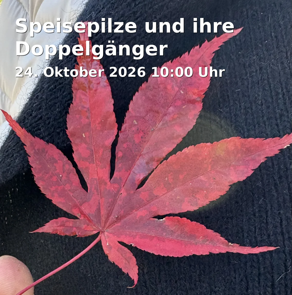 Event: Speisepilze und ihre Doppelgänger in Zum Teufelssee 30, 14478 Potsdam on 24. Oktober 2026