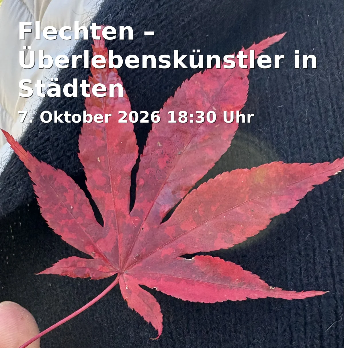 Event: Flechten – Überlebenskünstler in Städten