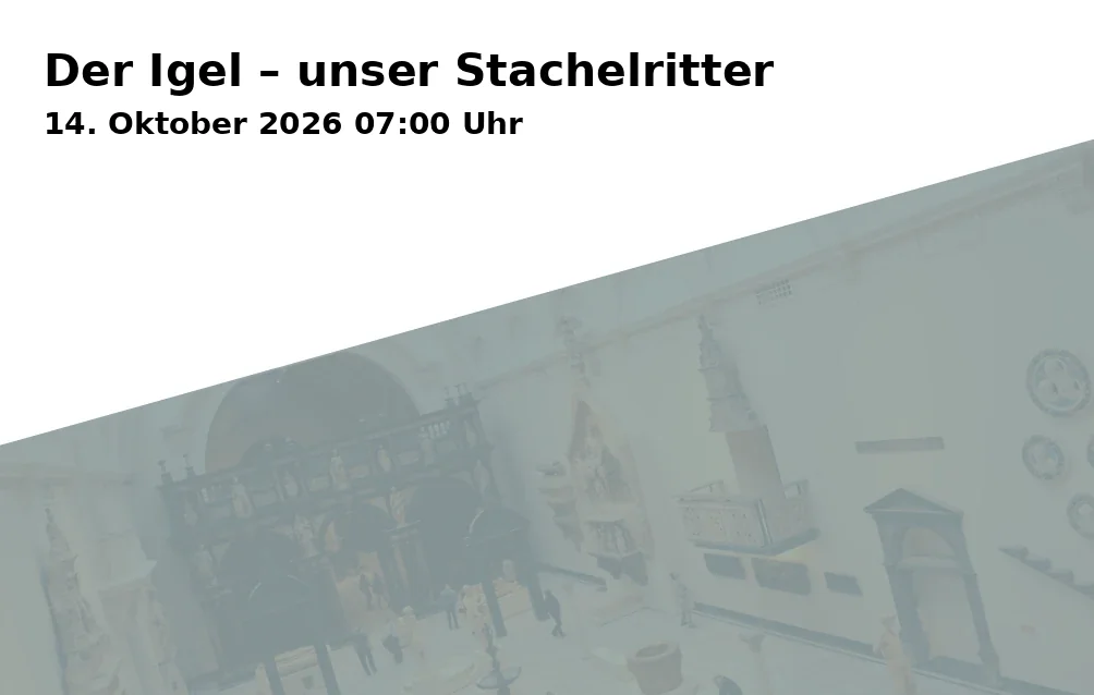 Der Igel – unser Stachelritter