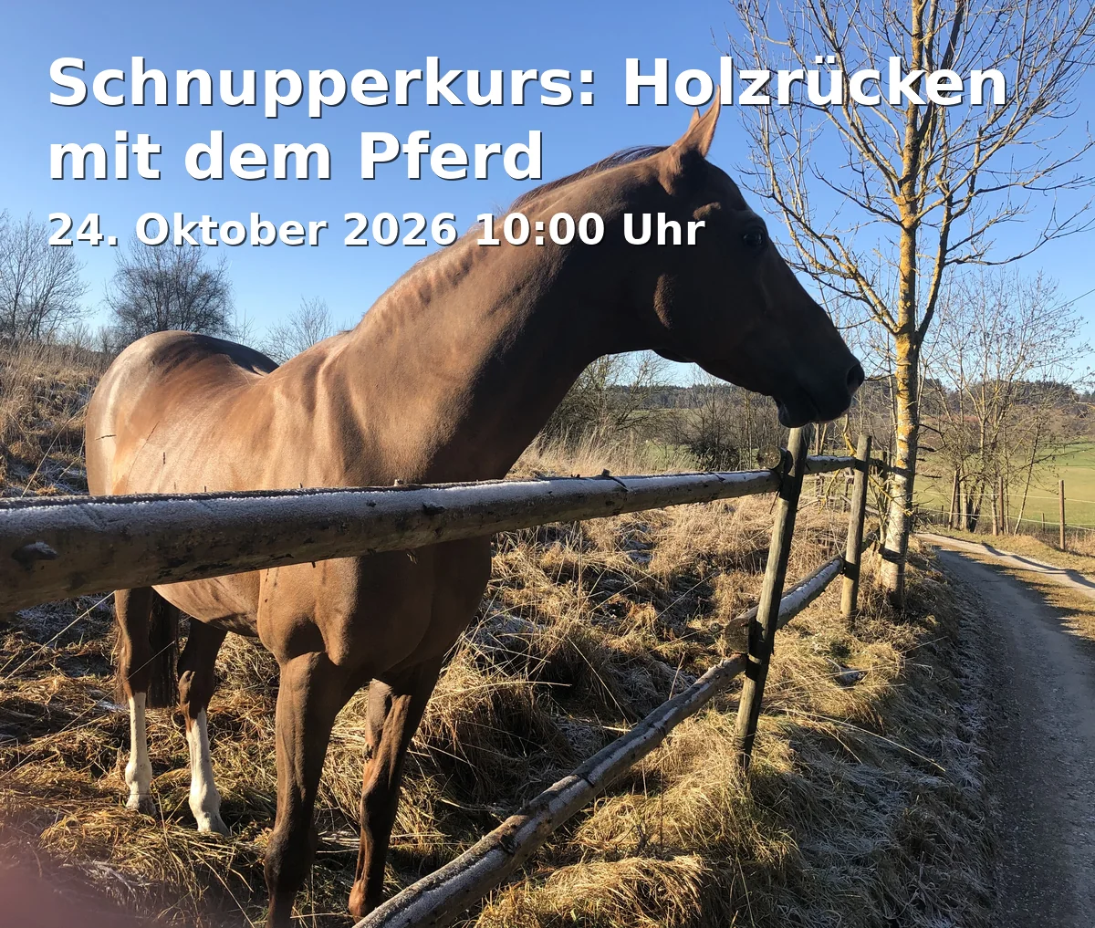Schnupperkurs: Holzrücken mit dem Pferd