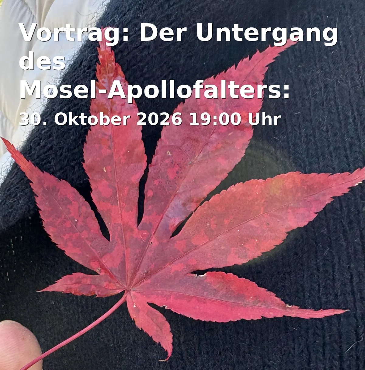 Vortrag: Der Untergang des Mosel-Apollofalters: Artenschutz zwischen Politik, Lobbyismus und behördlicher Verantwortungsdiffusion