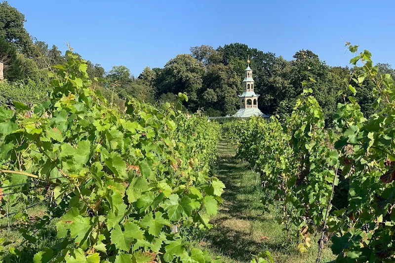 Königlicher Weinberg