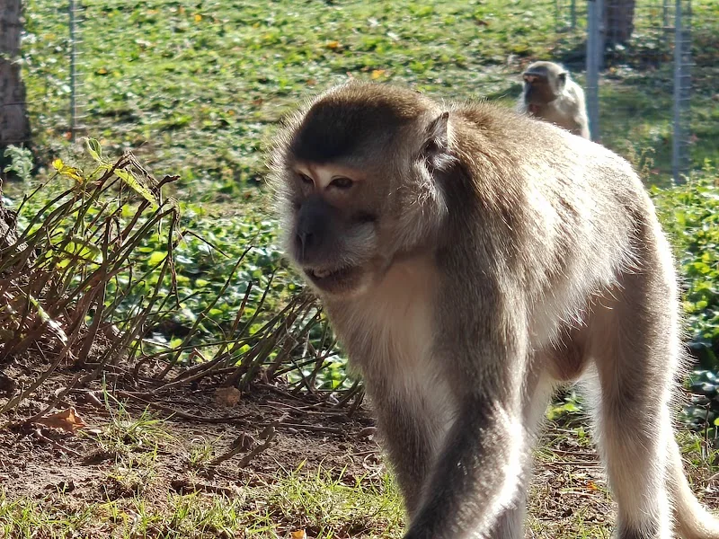 Event: Tier-Natur -Erlebnispark Mundenhof