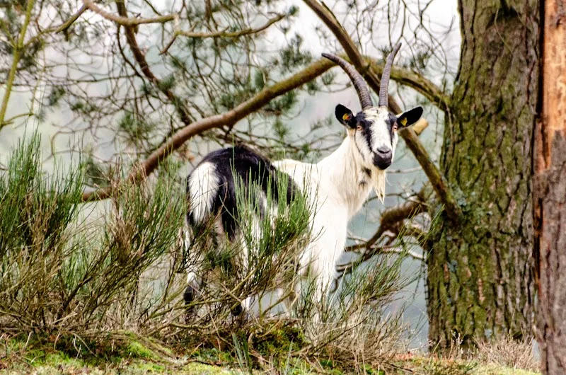 Event: Przewalski wild horse enclosure Tennenlohe