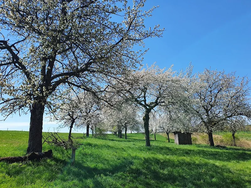 Kirschblütenweg