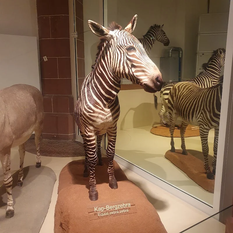 Naturhistorisches Museum Mainz