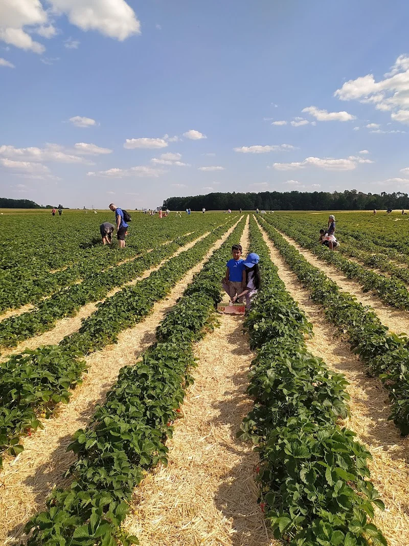 Event: Strawberry Field - Strawberries Schaufler