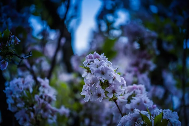Event: Cherry Blossom Bonn