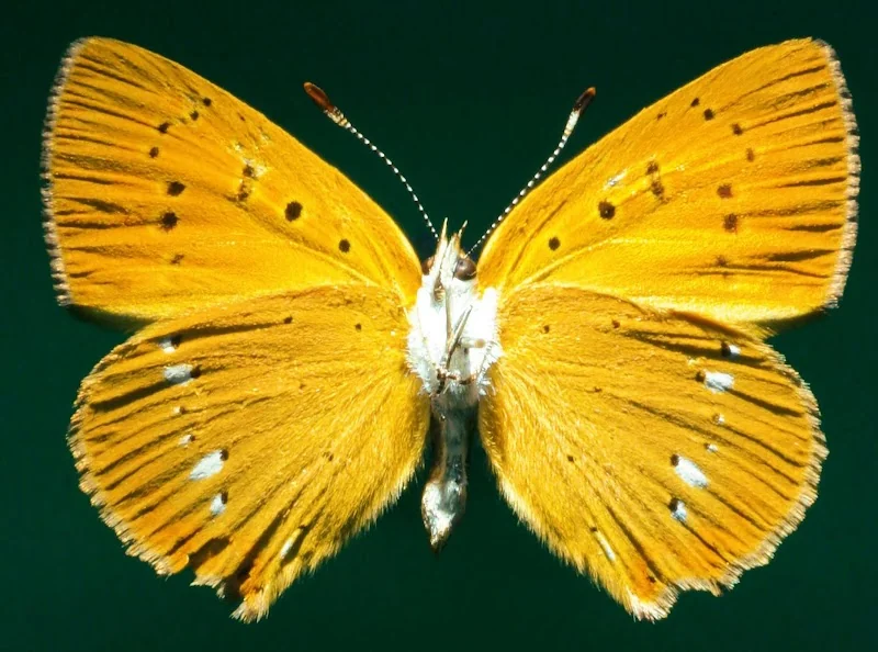Event: Naturwissenschaftliches Museum / Museen der Stadt Aschaffenburg