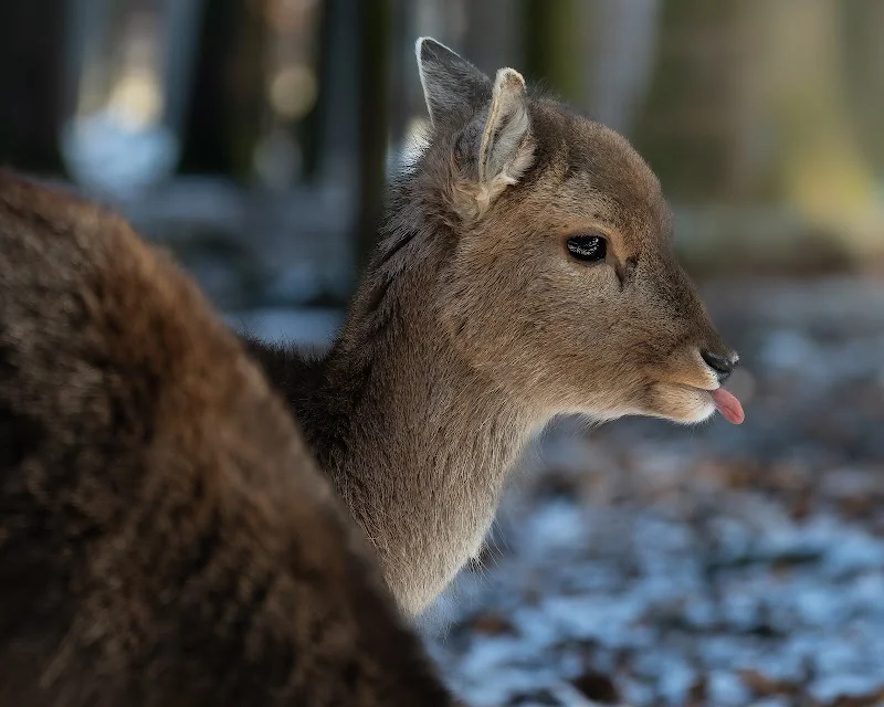 Event: Wildpark Poing