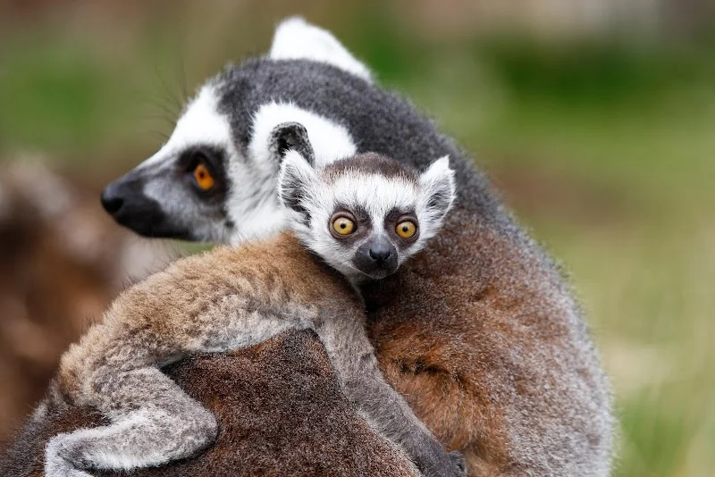 Thüringer Zoopark Erfurt