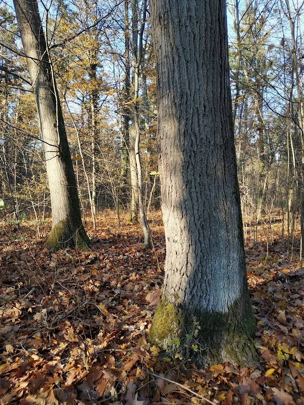 Waldklassenzimmer