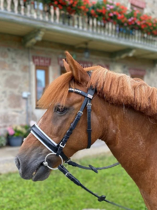 Chiemseepony