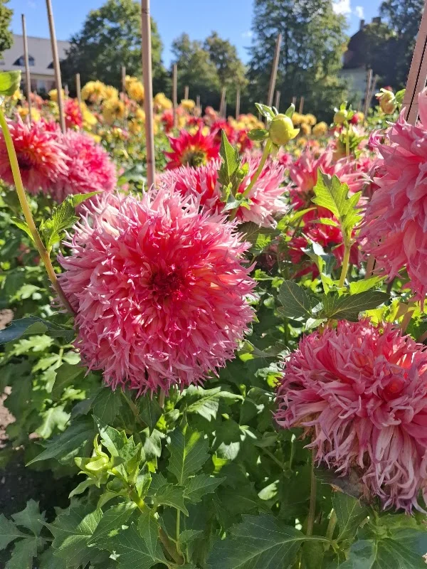 Dahliengarten Gera
