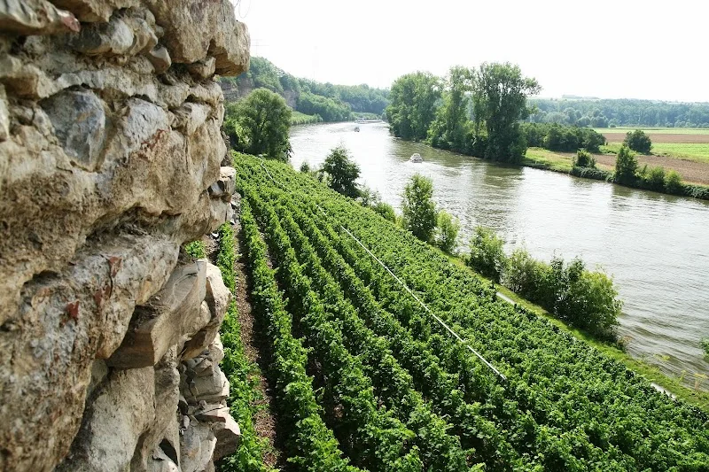 Lauffener Weingärtner eG