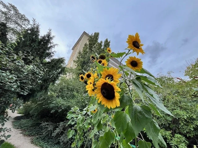 Event: Südstadt-Gärtla