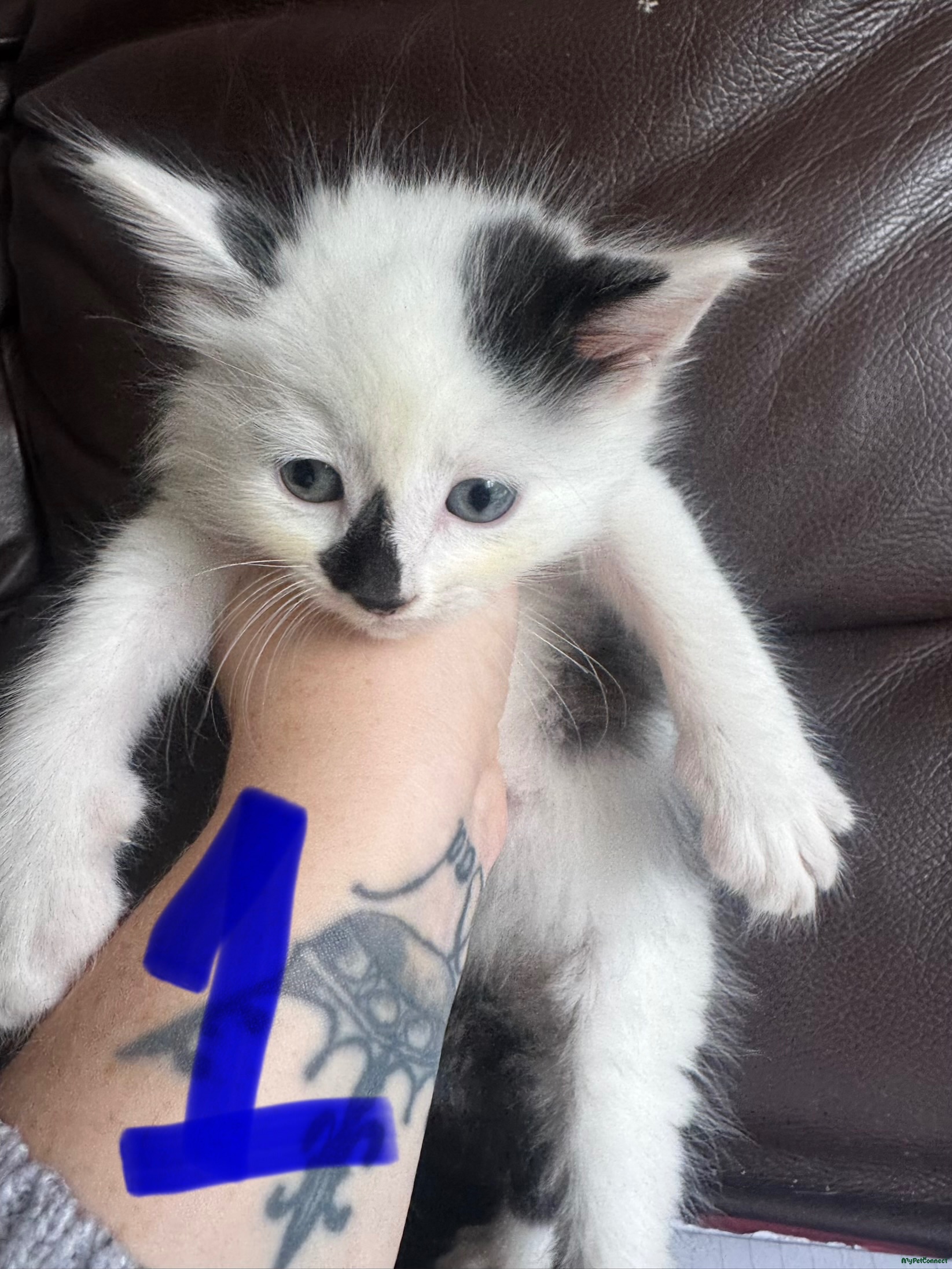 Kittens for sale