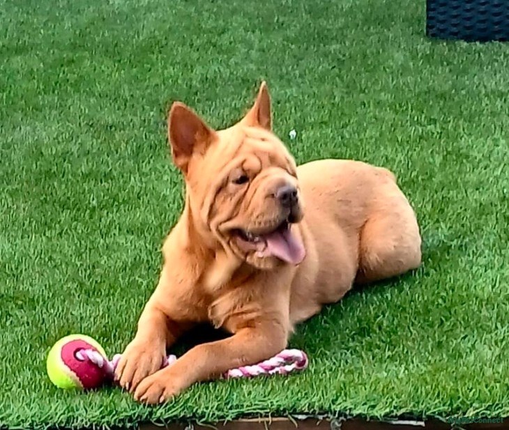Shar Pei - Image 1