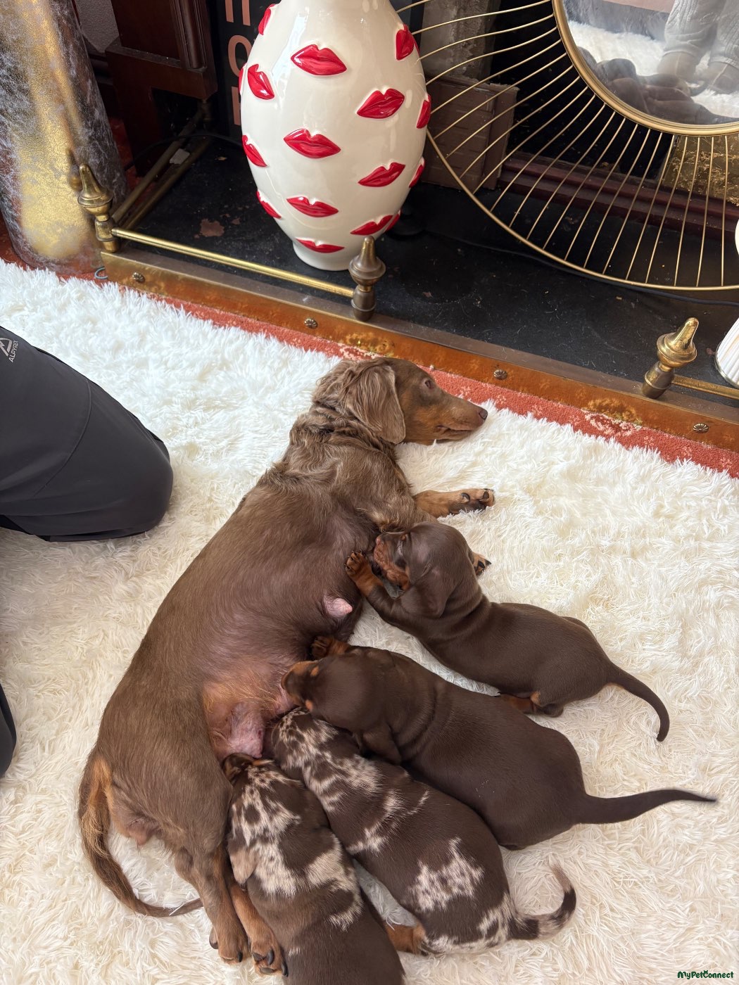 Miniature Dachshund - Image 1