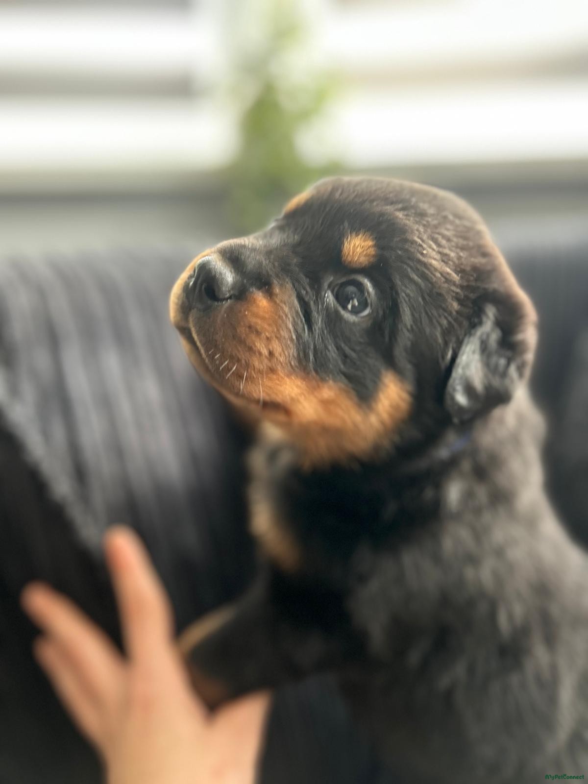 Rottweiler - Image 1