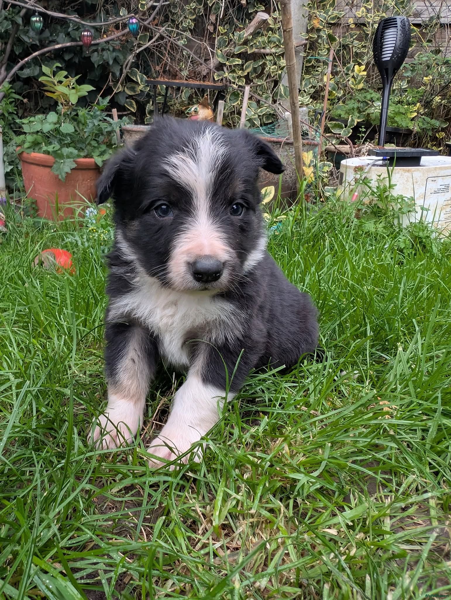 Border Collie - Image 1