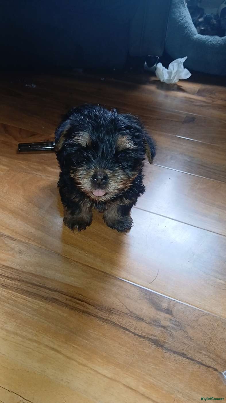 Yorkshire Terrier - Image 1
