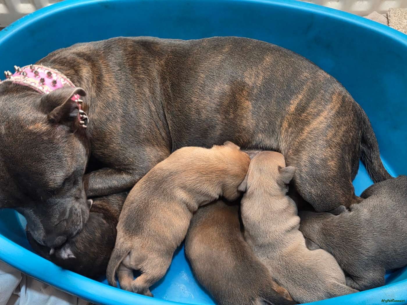 Staffordshire Bull Terrier - Image 1