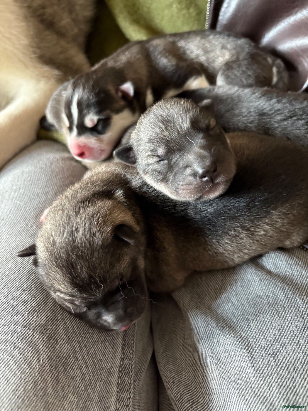 Siberian Husky - Image 1