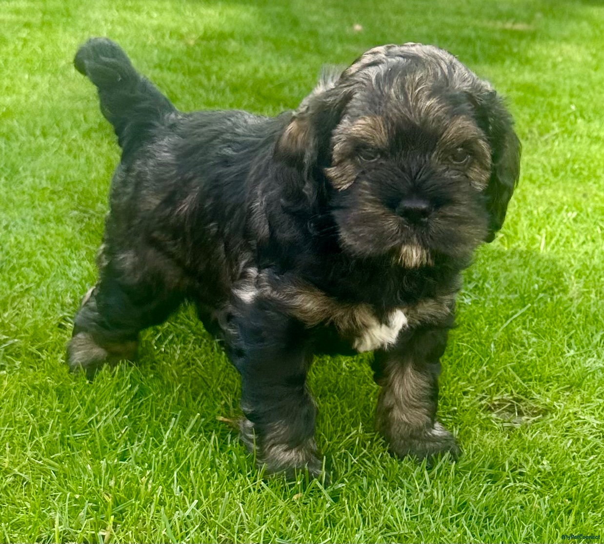 Cavachon - Image 1