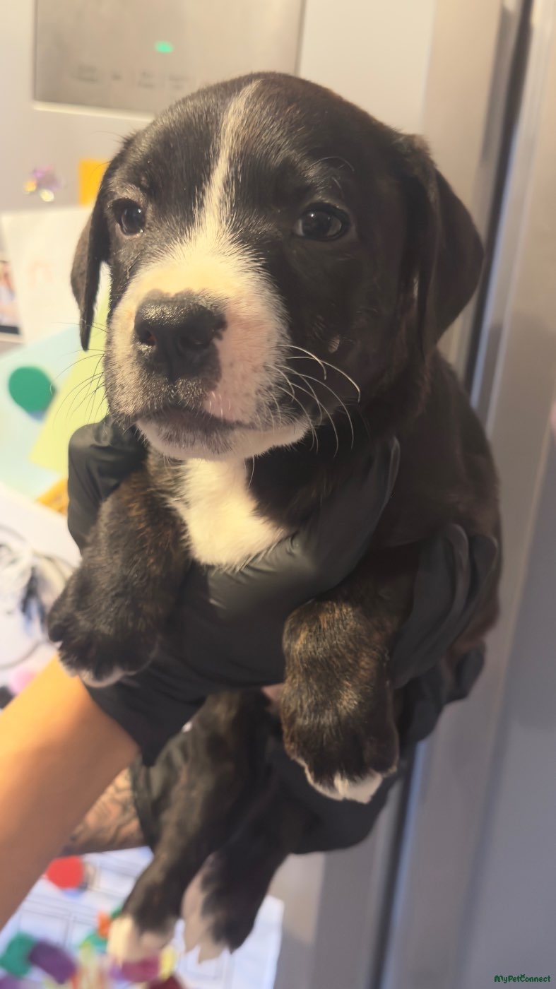 Staffordshire Bull Terrier - Image 1